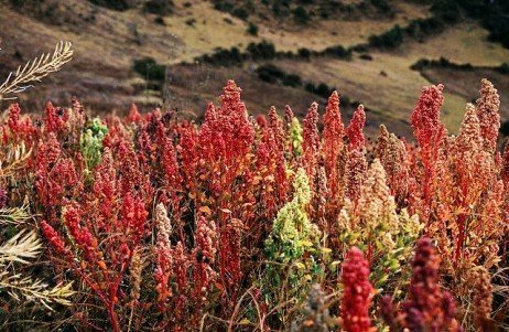 Quinoa nos tempos atuais