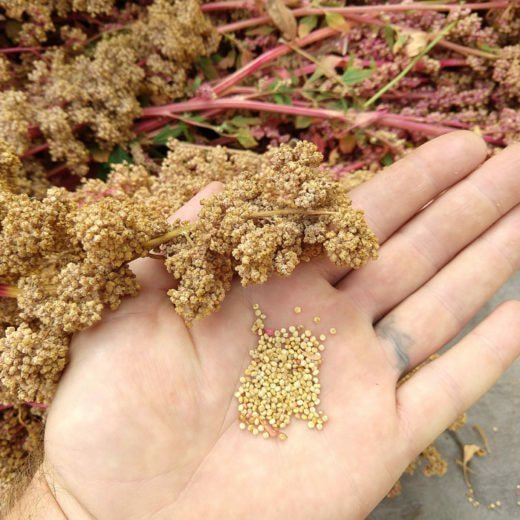 Plantio caseiro de quinoa