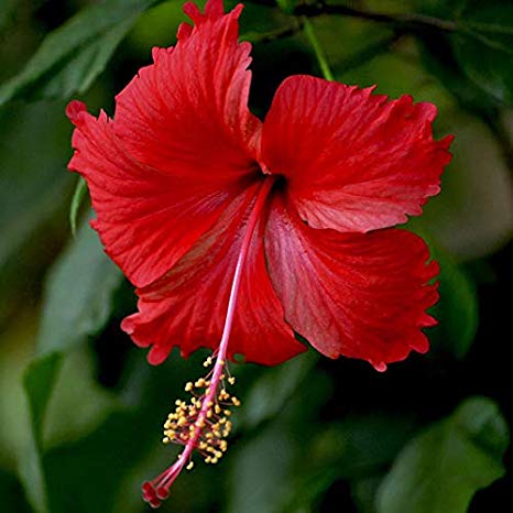Consumo do hibisco
