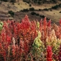 6 Curiosidades sobre a Quinoa!